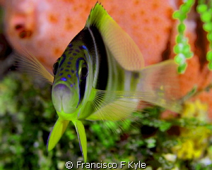 Clores by Francisco F Kyle 